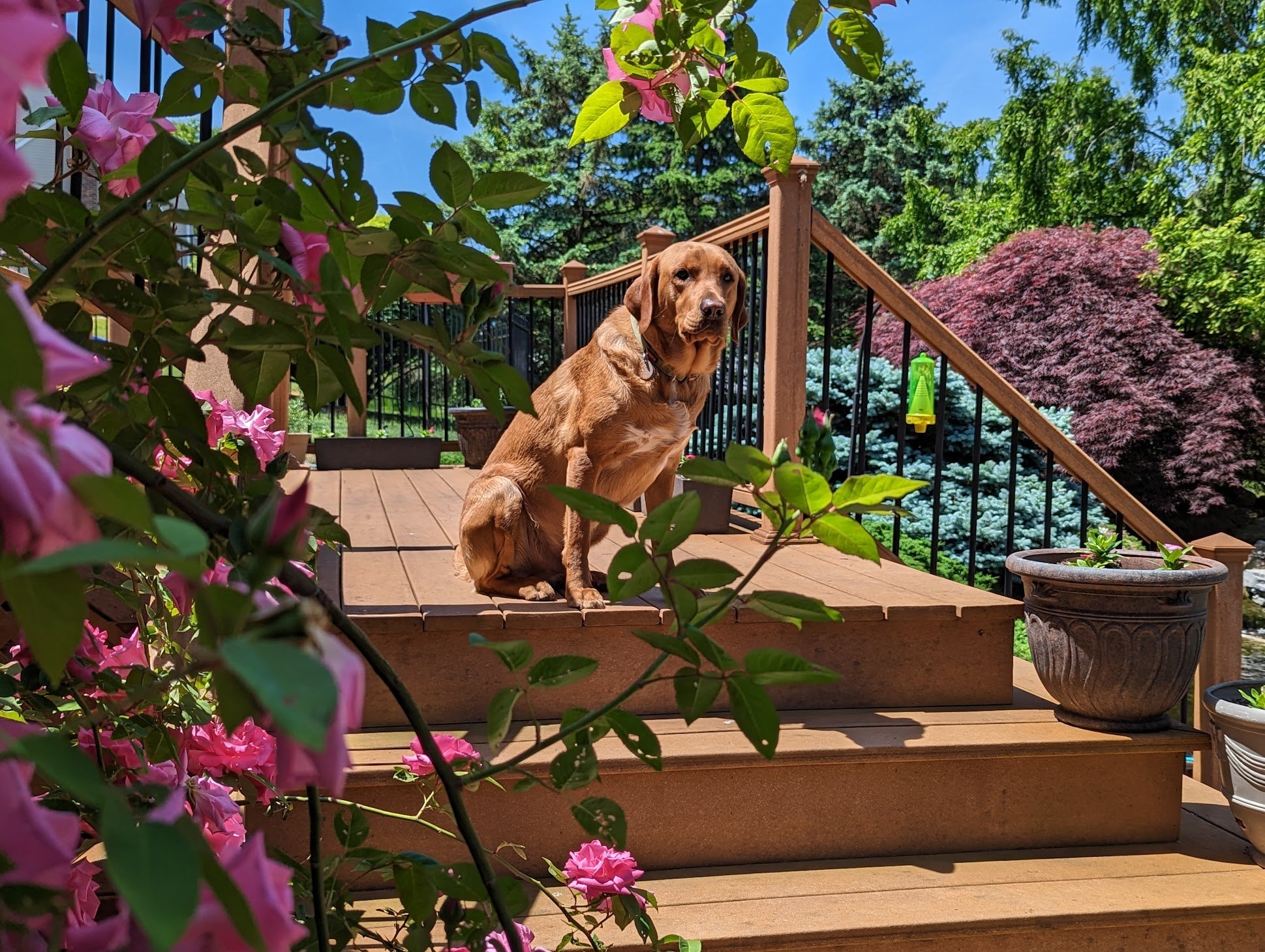cuteDogOnDeck
